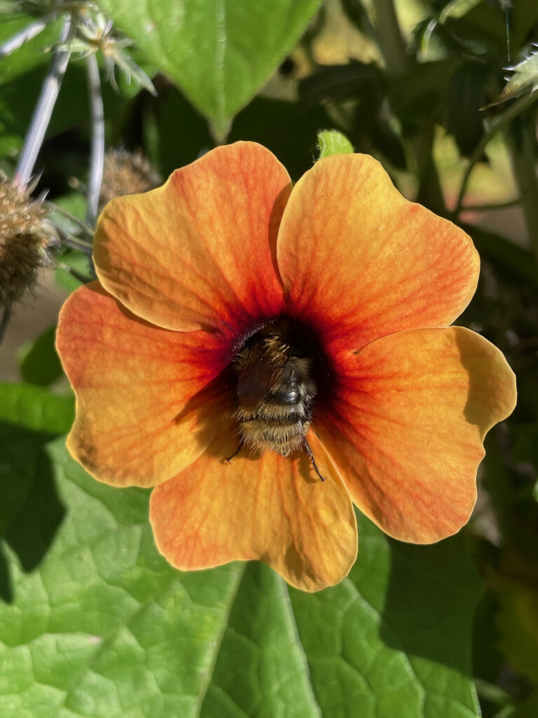 "Bee" Eyed Susie by 365projectmaxine