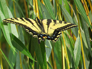 18th Sep 2022 - Swallowtail Butterfly