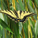 Swallowtail Butterfly by seattlite