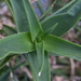 Spiky succulent plant