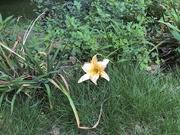 18th Sep 2022 - The Very Last Daylily