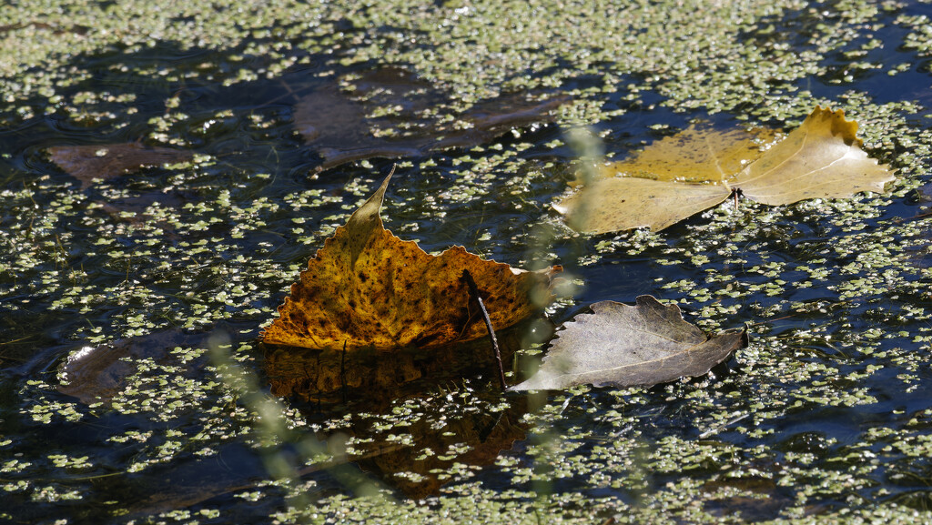 fall leaves on water by rminer