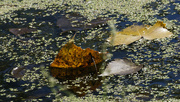 18th Sep 2022 - fall leaves on water