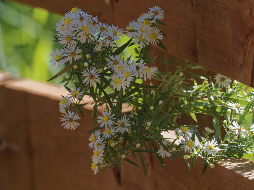 panicled aster by rminer