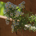 panicled aster