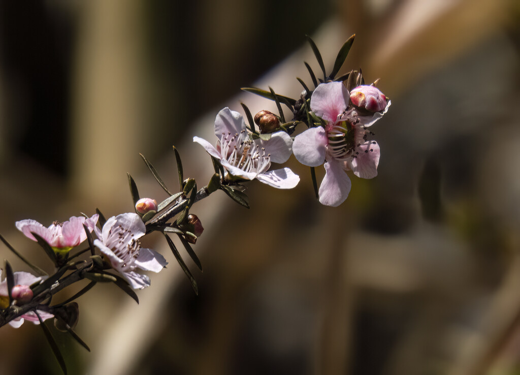 delicate tea tree flowers by koalagardens