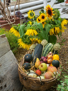 9th Sep 2022 - sunflowers and squashes