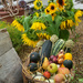 sunflowers and squashes by josiegilbert