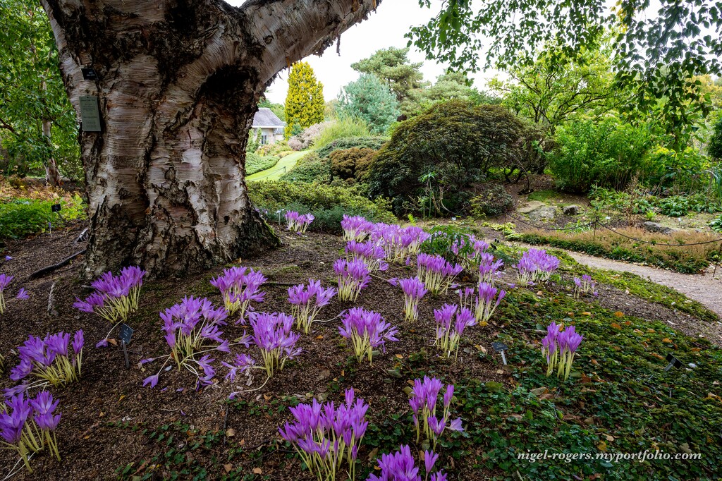 Edinburgh Botanical Gardens by nigelrogers