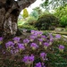 Edinburgh Botanical Gardens by nigelrogers