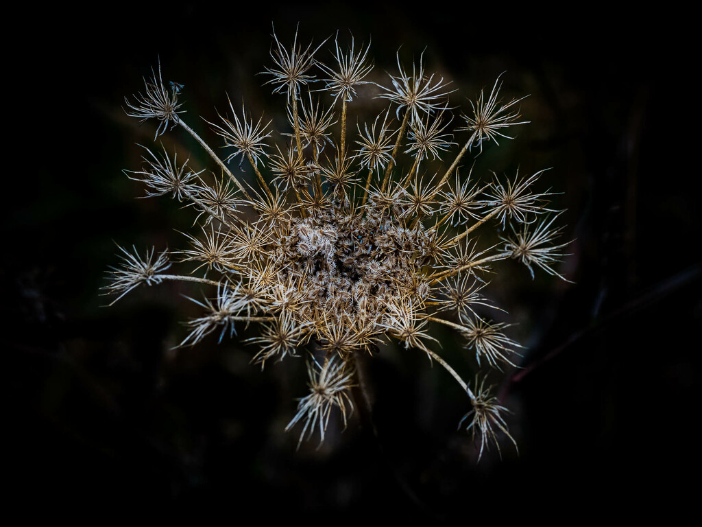 The Queen Anne's lace after drought by haskar