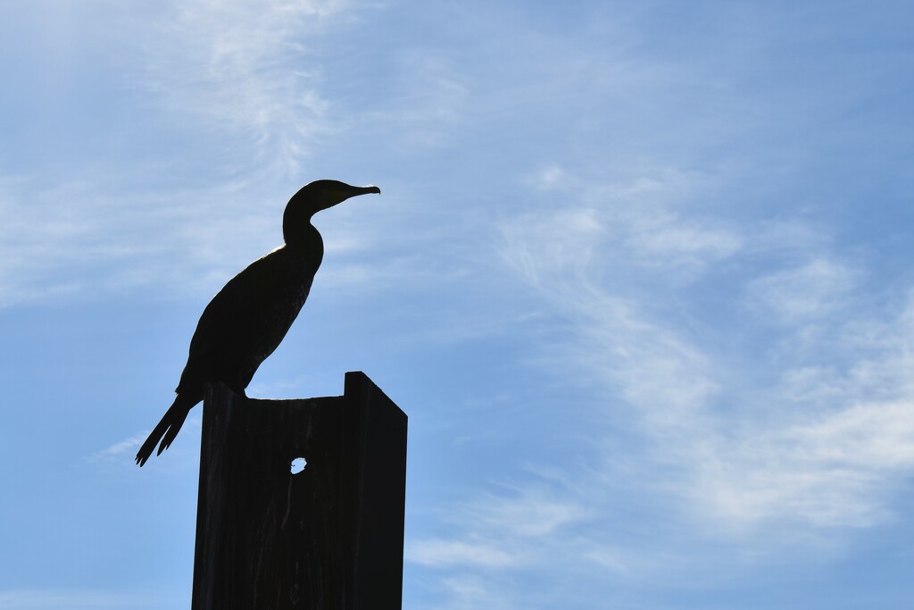 Bird silhouette by anitaw
