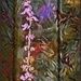 Coleus Bloom by olivetreeann