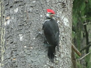 14th Sep 2022 - Pileated Woodpecker