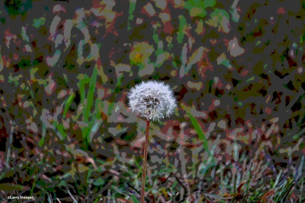 Turning Dandelion into art by larrysphotos