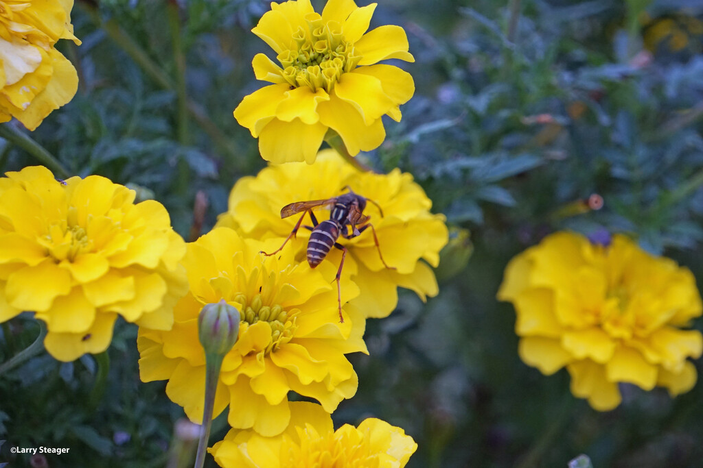 Marigold and Wasp by larrysphotos