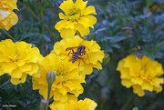 18th Sep 2022 - Marigold and Wasp