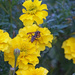 Marigold and Wasp by larrysphotos