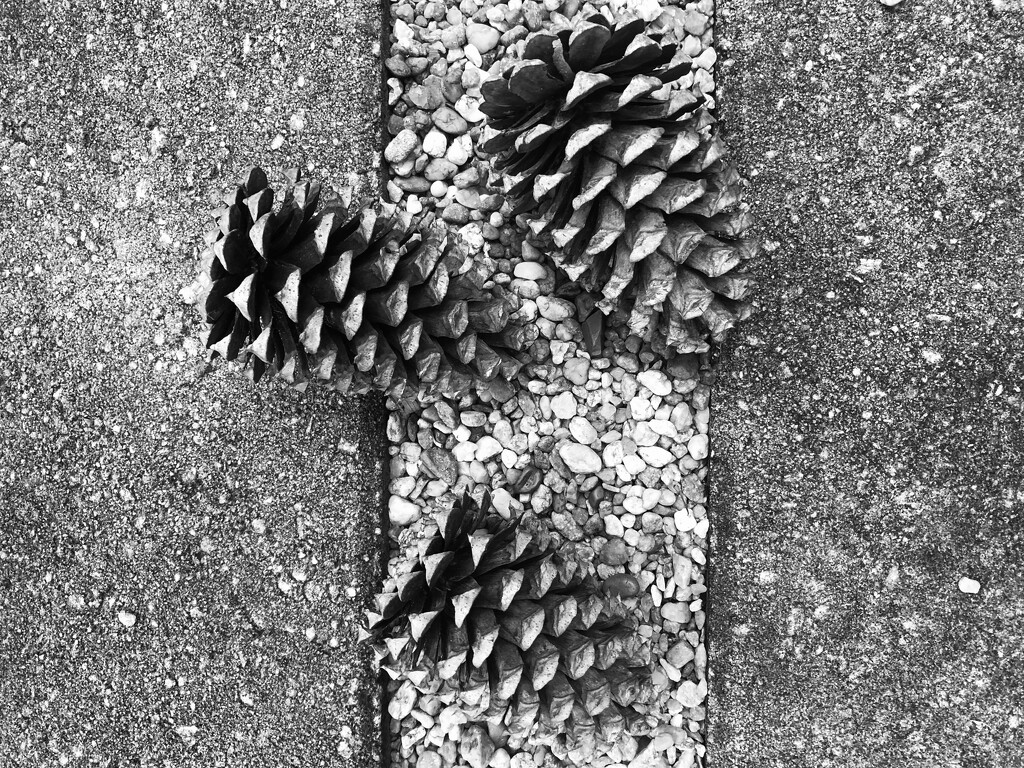 Pinecones  by dianemhall