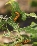 18th Sep 2022 - LHG_6921gulf Fritillary caterpillars
