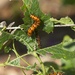 LHG_6921gulf Fritillary caterpillars