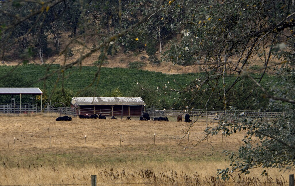 Oregon Farm by granagringa
