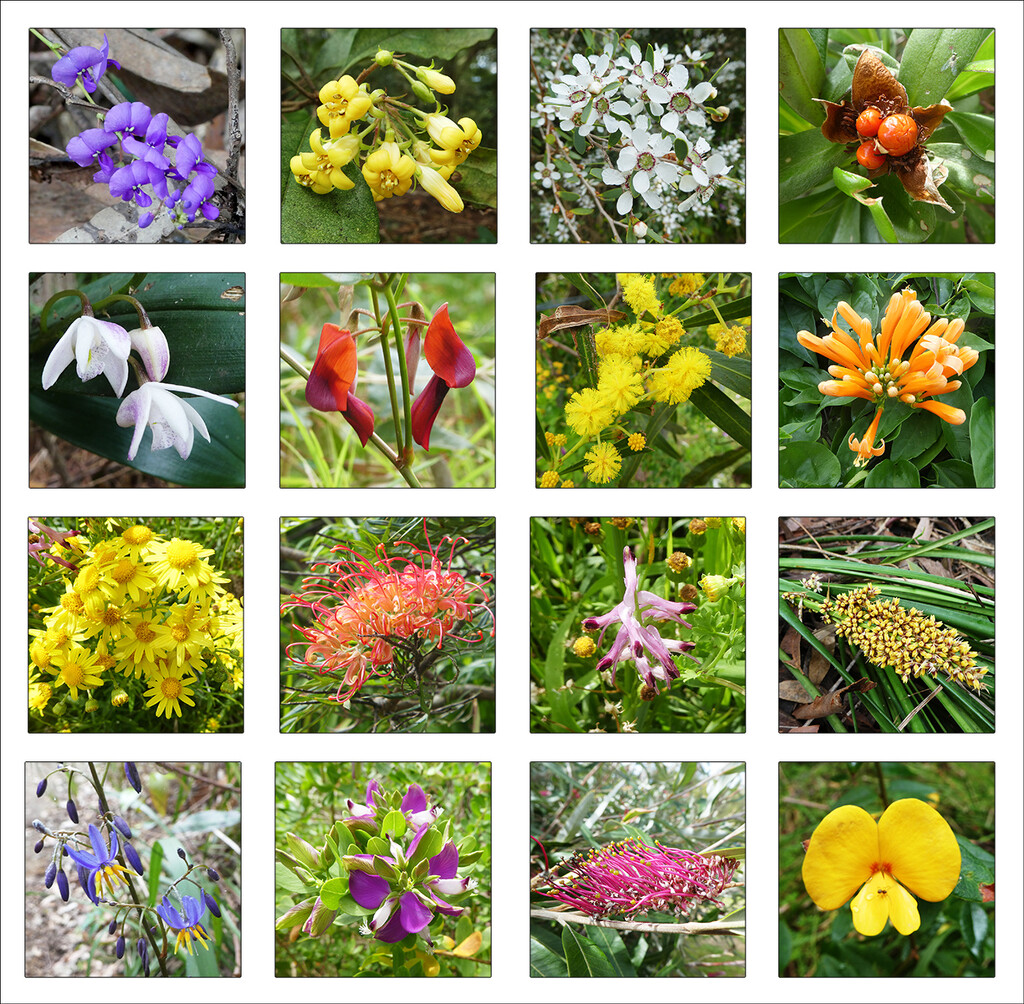 Wildflower Collage by onewing
