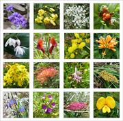 19th Sep 2022 - Wildflower Collage