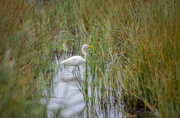 18th Sep 2022 - Great Egret
