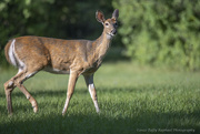 13th Sep 2022 - Nature Helps Deer Prepare for Winter