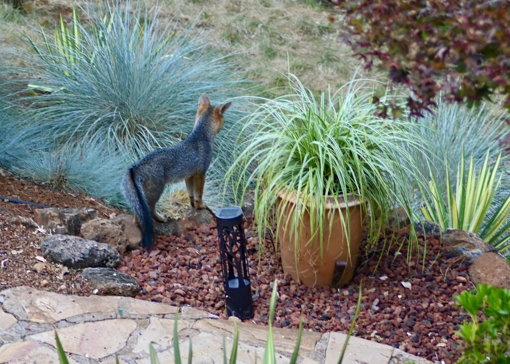 California Grey Fox by ososki