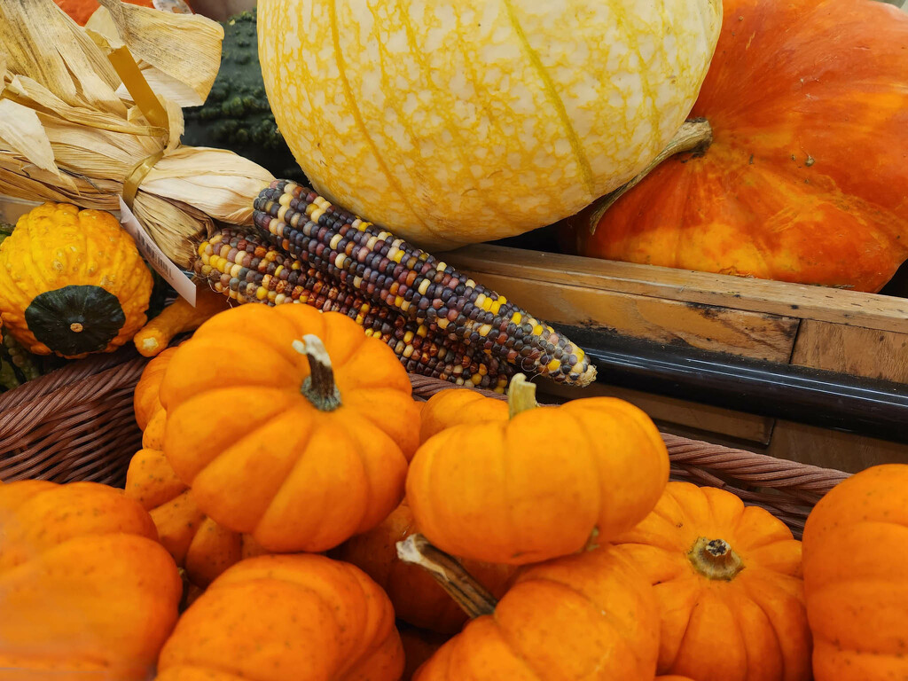 Autumn gourds and corn by randystreat