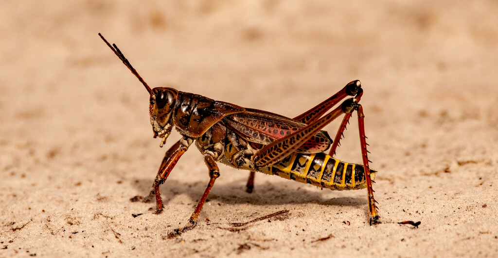 Another Eastern Lubber Grasshopper! by rickster549