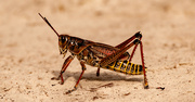 18th Sep 2022 - Another Eastern Lubber Grasshopper!