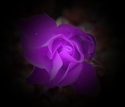 29th Jan 2011 - Purple Rose of Grover