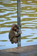 8th Sep 2022 - Baby Japanese Macaque