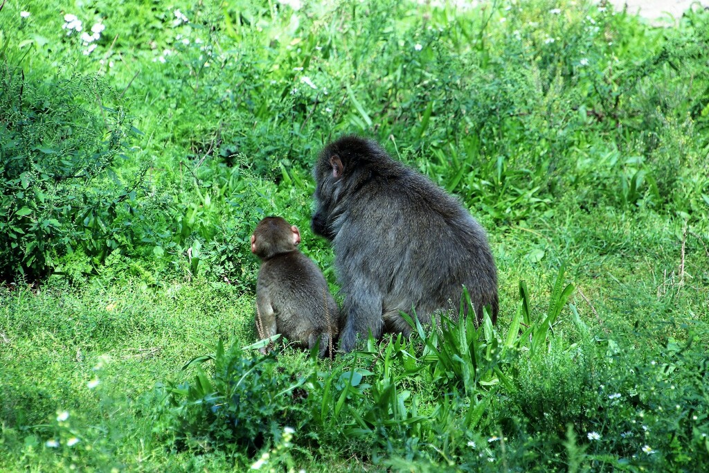 Momma And Baby Japanese Macaque by randy23