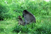 9th Sep 2022 - Momma And Baby Japanese Macaque
