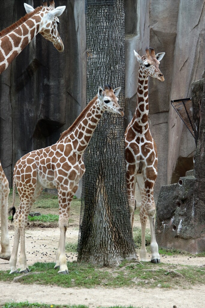 Baby Giraffes by randy23