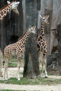 12th Sep 2022 - Baby Giraffes