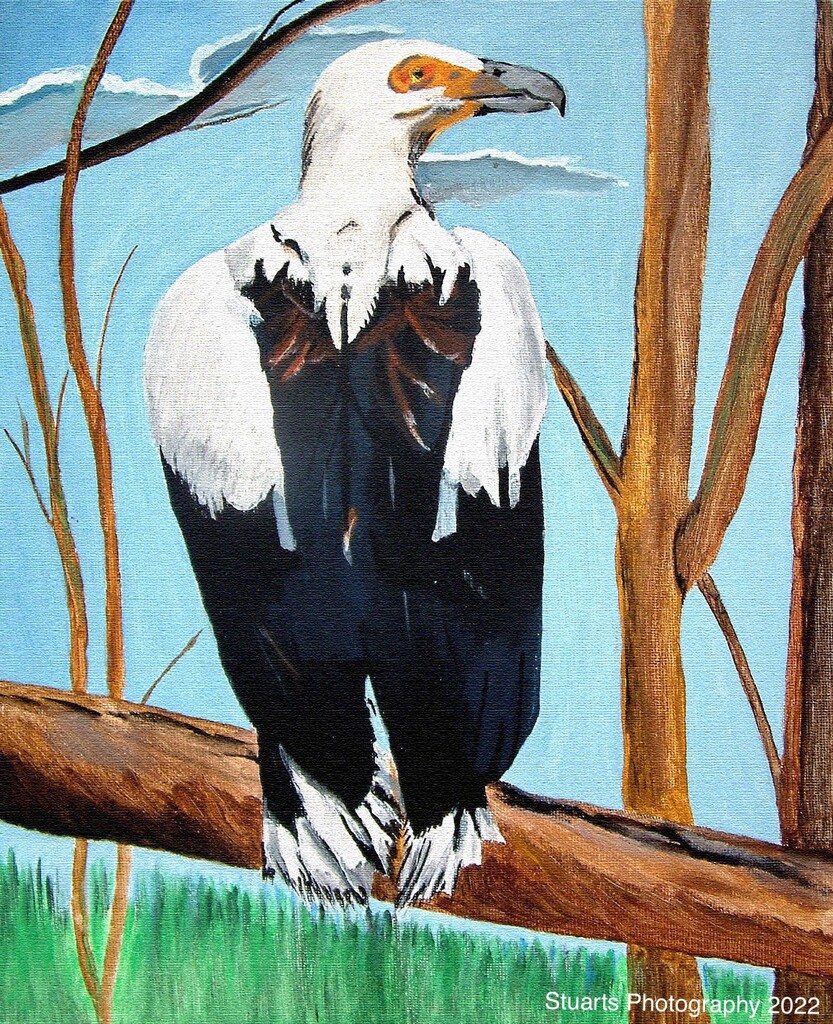 Vulture painting  by stuart46