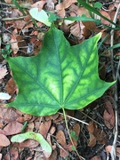 18th Sep 2022 - Lovely leaf