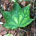 Lovely leaf by 365anne