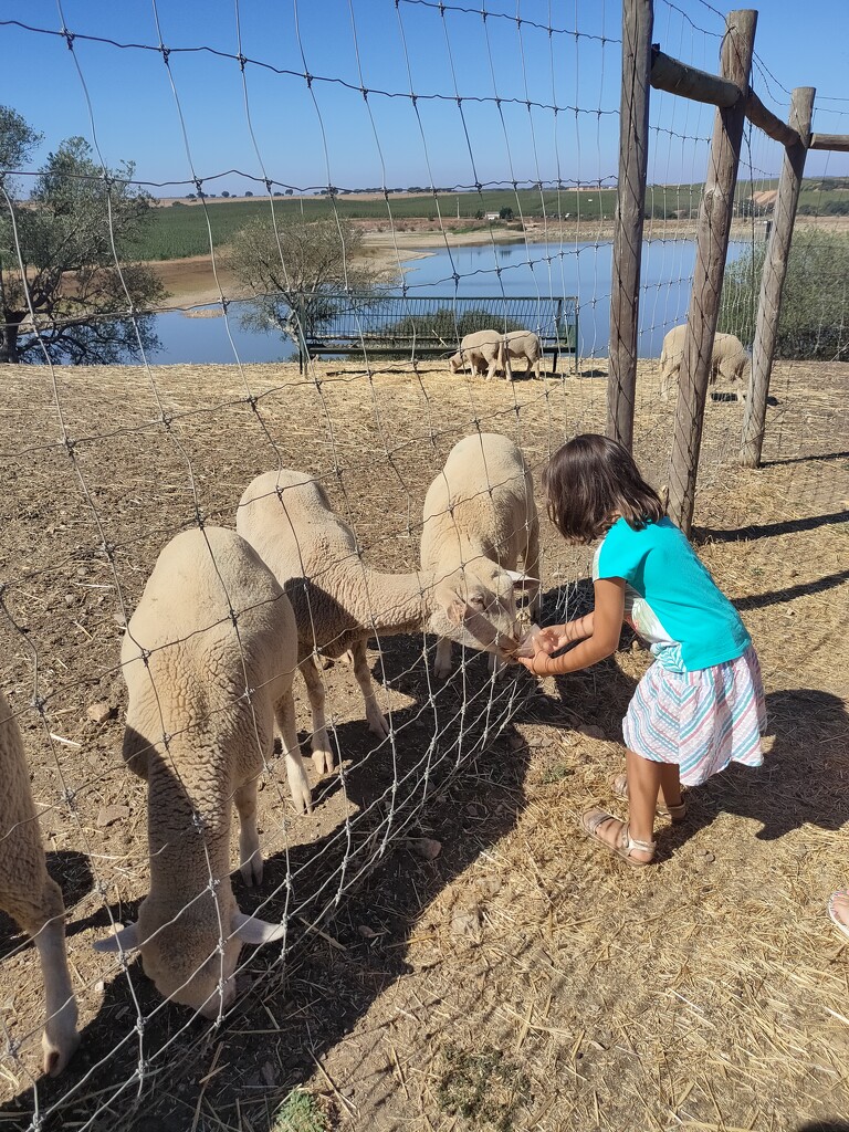 Feeding the sheep by belucha