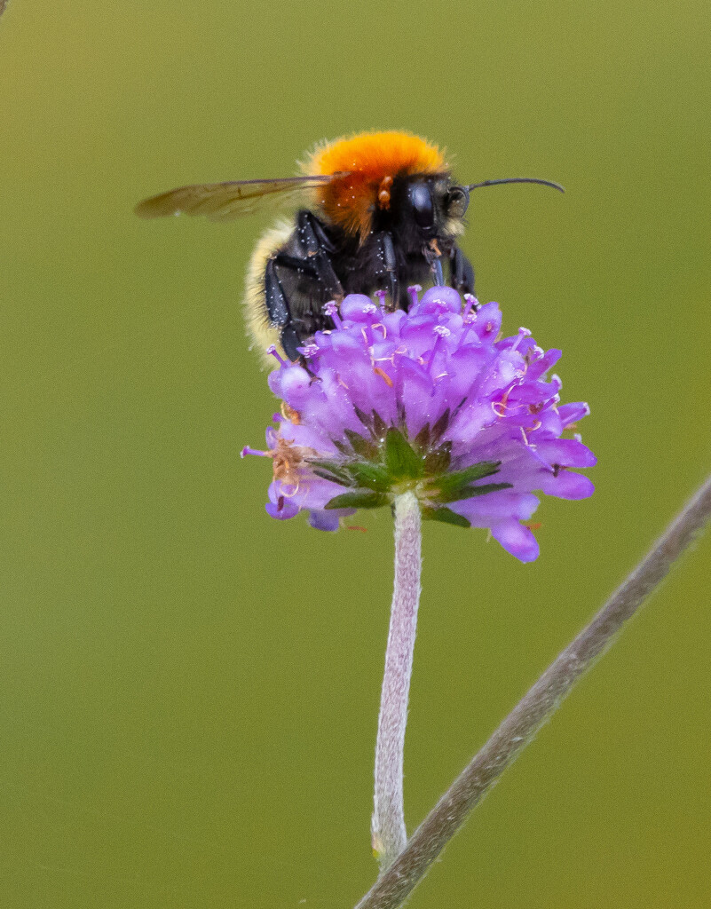 Shetland Bee by lifeat60degrees