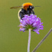 Shetland Bee by lifeat60degrees