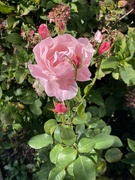19th Sep 2022 - Pretty Pink Rose