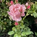Pretty Pink Rose by jeremyccc