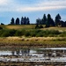 Wetlands at Baskett Slough