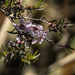 Leptospermum beauty by koalagardens